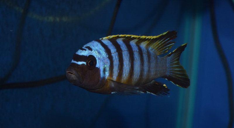 Maylandia sp. 'zebra long pelvic' Chesese
